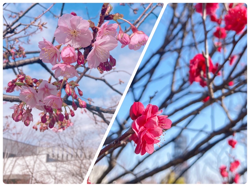 S__69443587横長.jpg